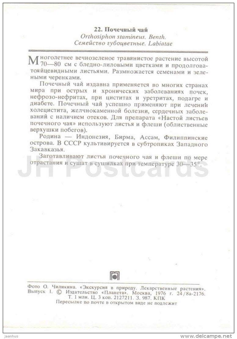 Orthosiphon aristatus - medicinal plants - 1976 - Russia USSR - unused - JH Postcards