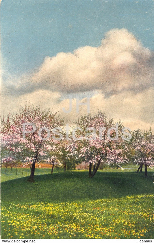 Blossom - nature - Photochromie Serie 249 Nr 3970 - old postcard - 1917 - used - JH Postcards