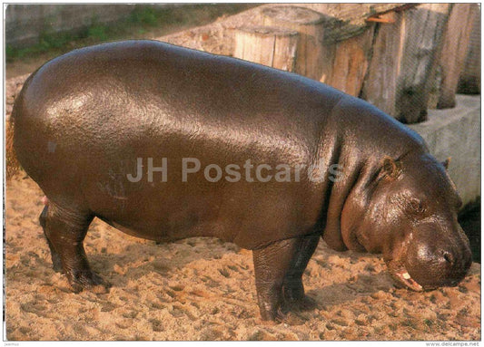 Pygmy Hippopotamus - Choeropsis liberiensis - Tallinn Zoo - 1993 - Estonia USSR - unused - JH Postcards