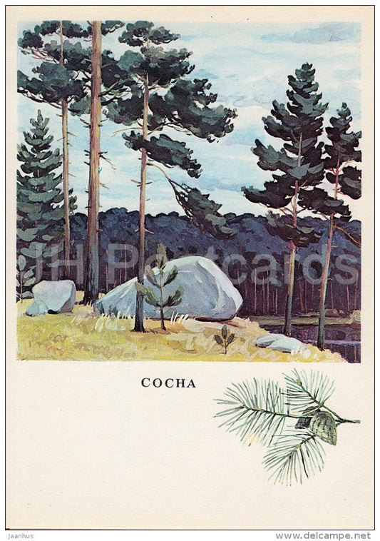 Pine tree - Pinus - Russian Forest - trees - illustration by G. Bogachev - 1979 - Russia USSR - unused - JH Postcards