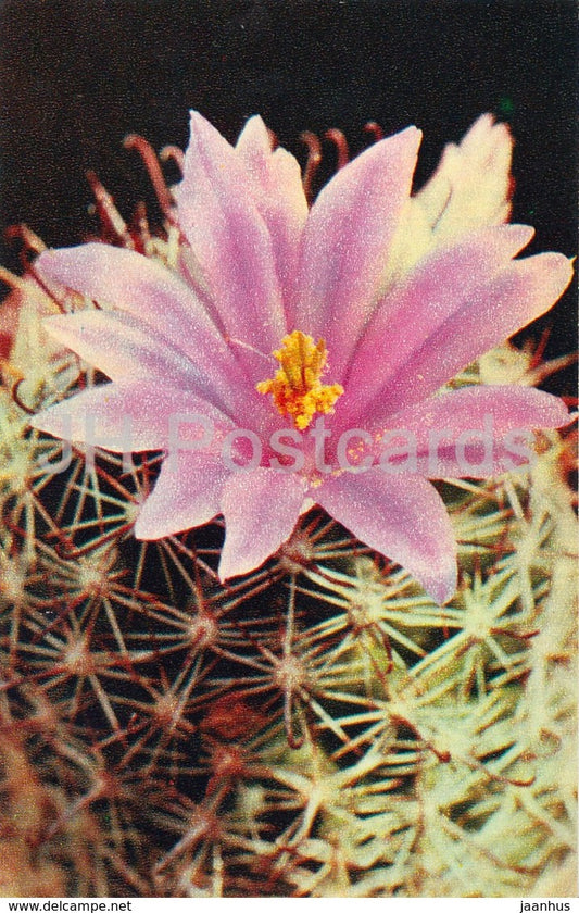 Sheldon's Pincushion - Mammillaria sheldonii - Cactus - Flowers - 1972 - Russia USSR - unused - JH Postcards
