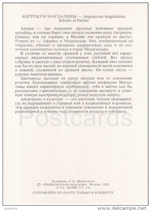 The Madalaine Angraecum - Angraecum magdalenae - orchid - wild flowers - 1988 - Russia USSR - unused - JH Postcards