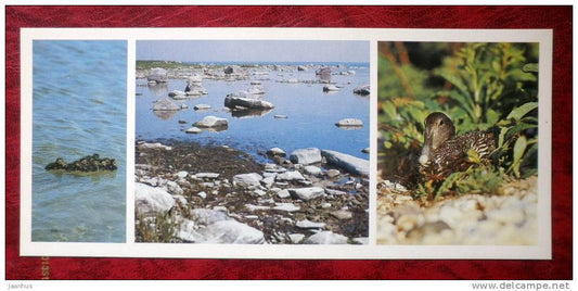 Matsalu National Park - sea islands - Eider - birds - 1983 - Estonia - USSR - unused - JH Postcards