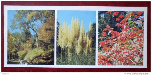 Cortaderia Argentea - Pampas Grass - autumn in dendrarium - Nikitsky Botanical Garden - 1982 - Ukraine USSR - unused - JH Postcards