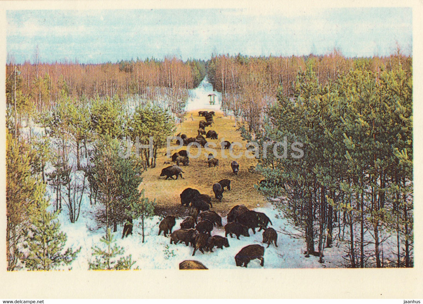 Wild boar - Sus scrofa - 1983 - Estonia USSR - unused - JH Postcards