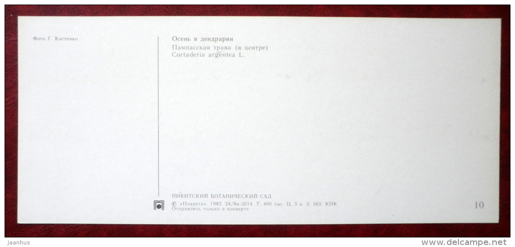 Cortaderia Argentea - Pampas Grass - autumn in dendrarium - Nikitsky Botanical Garden - 1982 - Ukraine USSR - unused - JH Postcards