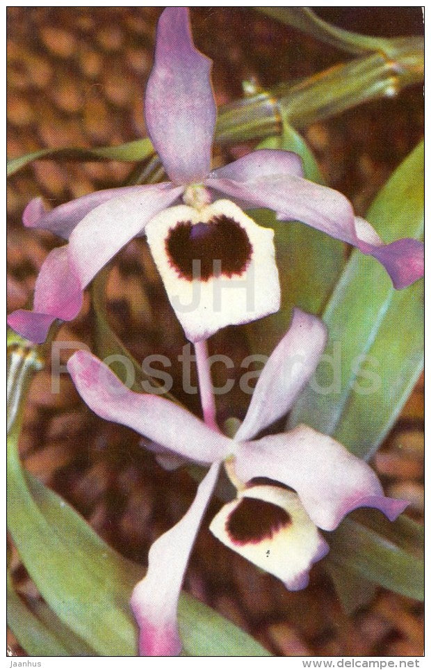 The Noble Dendrobium , Dendrobium nobile - flowers - Orchid - Russia USSR - 1981 - unused - JH Postcards