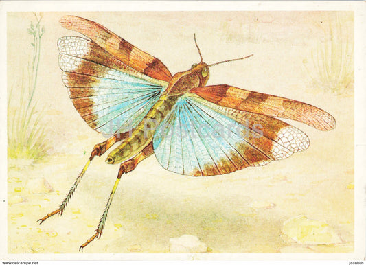 Oedipoda caerulescens - The blue-winged grasshopper - Insects - illustration - 1990 - Russia USSR - unused - JH Postcards