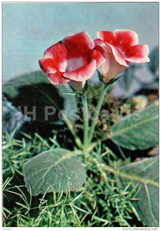 Gloxinia - flowers - floriculture and gardening pavilion - 1976 - Russia USSR - unused - JH Postcards