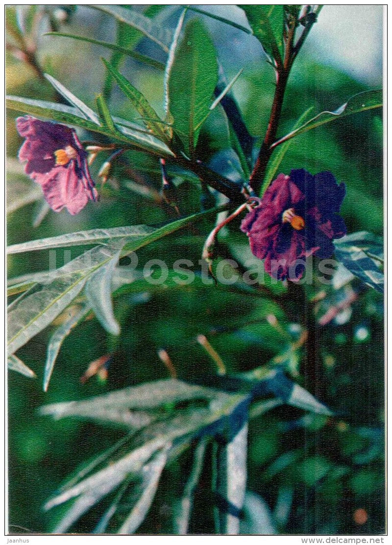 Tasmanian Kangaroo Apple - Solanum laciniatum - medicinal plants - 1976 - Russia USSR - unused - JH Postcards