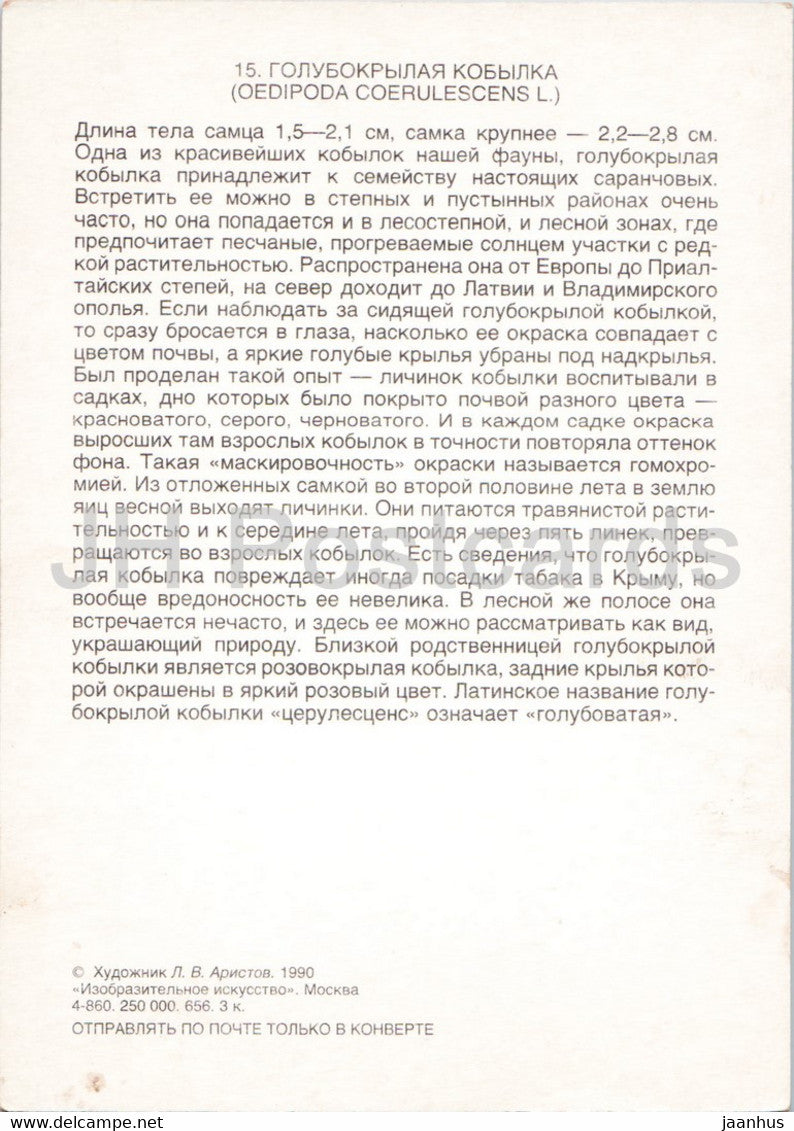 Oedipoda caerulescens – Die Blauflügelheuschrecke – Insekten – Illustration – 1990 – Russland UdSSR – unbenutzt