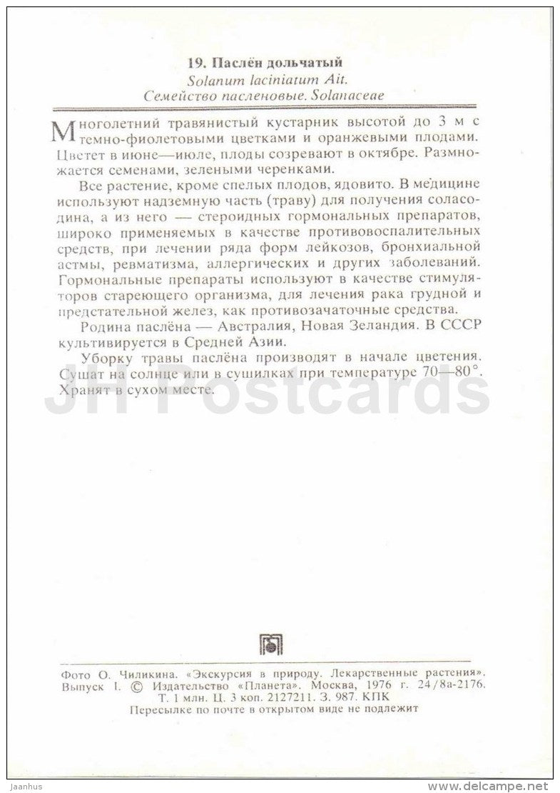Tasmanian Kangaroo Apple - Solanum laciniatum - medicinal plants - 1976 - Russia USSR - unused - JH Postcards