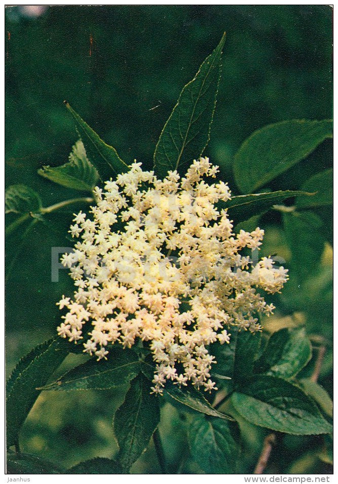 Elder - Sambucus nigra - Medicinal Plants - 1983 - Russia USSR - unused - JH Postcards