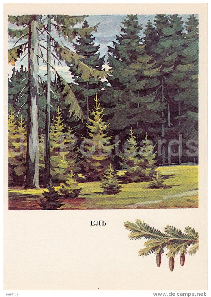 Fir Tree - Abies - Russian Forest - trees - illustration by G. Bogachev - 1979 - Russia USSR - unused - JH Postcards