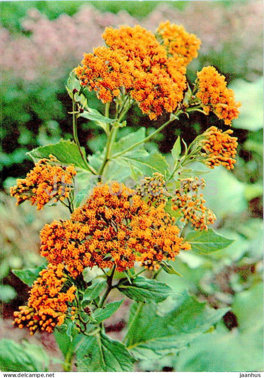 Senecio platyphylloides - Flat-leaved senecio - Medicinal Plants - 1977 - Russia USSR - unused - JH Postcards