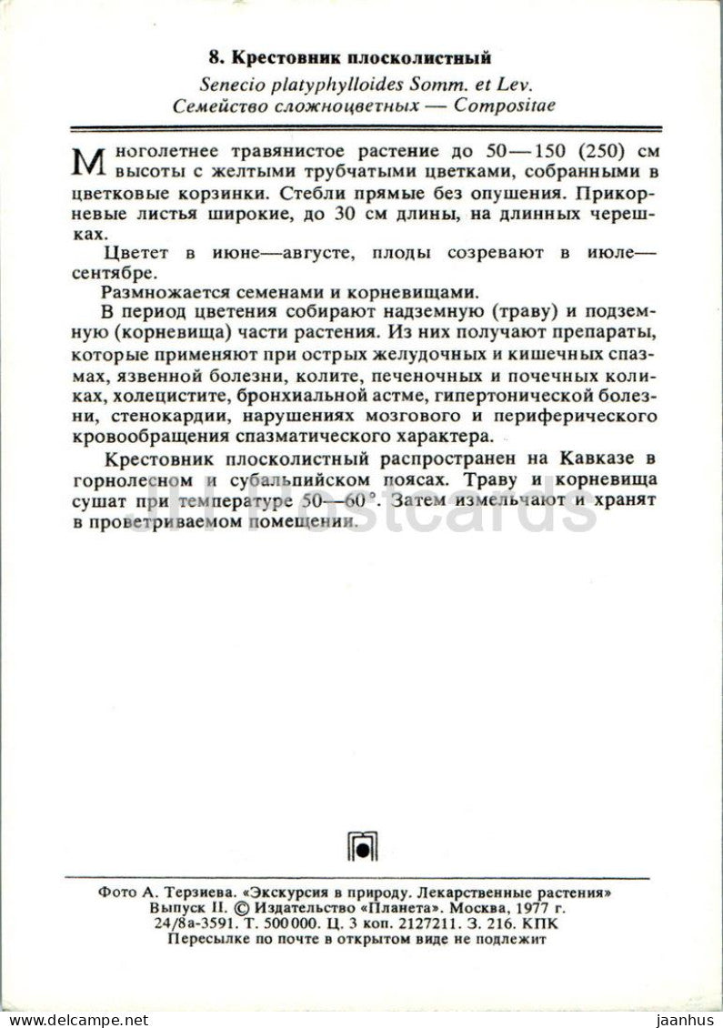 Senecio platyphylloides - Senecio à feuilles plates - Plantes médicinales - 1977 - Russie URSS - inutilisé 