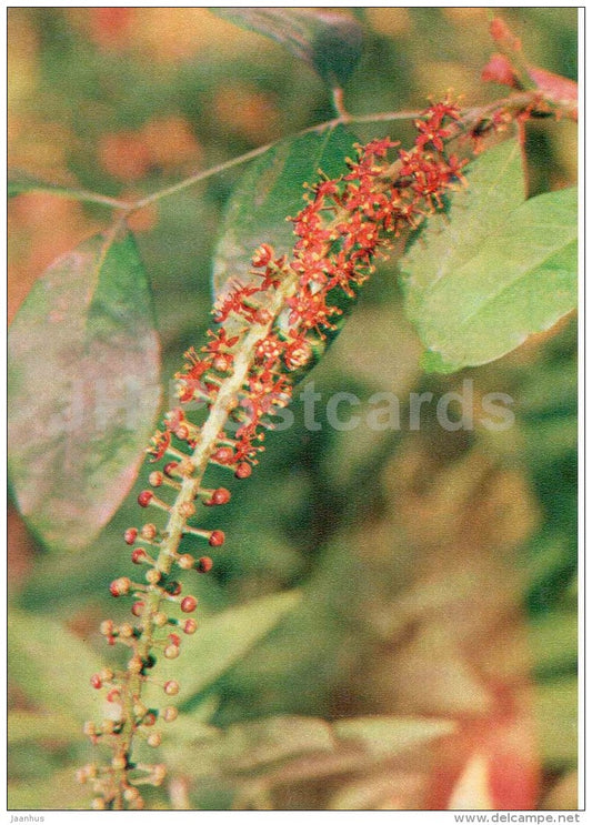 Pilocarpus - Pilocarpus pennatifolius - medicinal plants - 1976 - Russia USSR - unused - JH Postcards