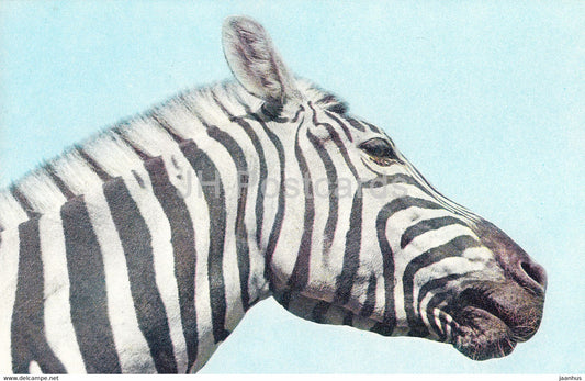 Chapman's zebra - Equus quagga chapmani - Moscow Zoo - animals - 1973 - Mexico - unused - JH Postcards