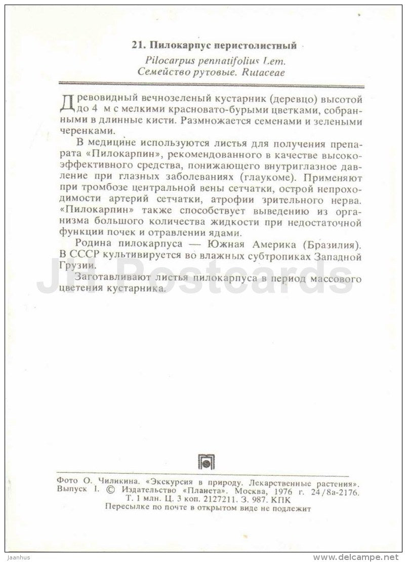 Pilocarpus - Pilocarpus pennatifolius - medicinal plants - 1976 - Russia USSR - unused - JH Postcards