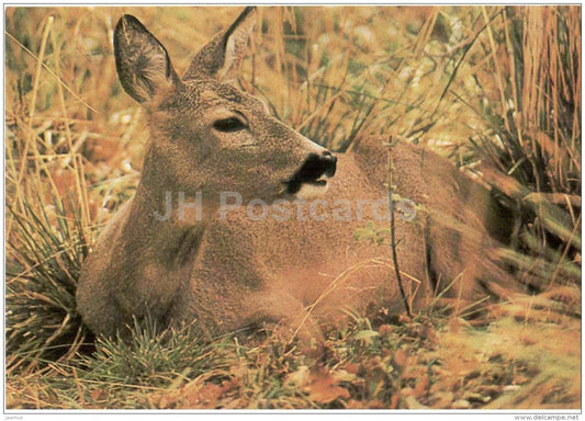 Roe Deer - 1986 - Russia USSR - unused - JH Postcards