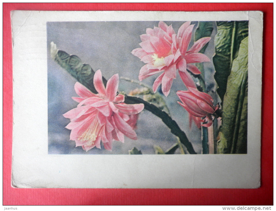 cactus - flowers - stationery card - 1964 - Russia USSR - used - JH Postcards