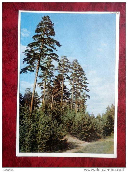 Nature - pine trees - 1965 - Russia - USSR - used - JH Postcards
