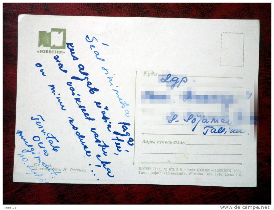 Nature - pine trees - 1965 - Russia - USSR - used - JH Postcards
