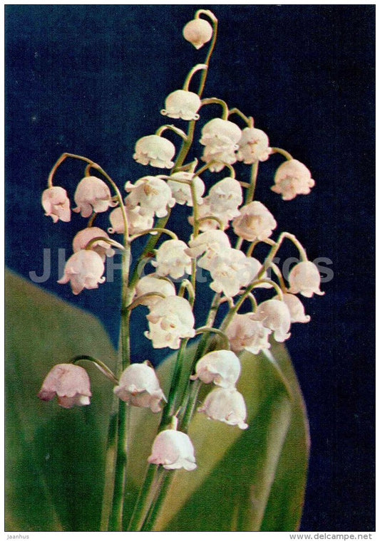 Lily of the valley - Convallaria majalis - flowers - floriculture and gardening pavilion - 1976 - Russia USSR - unused - JH Postcards