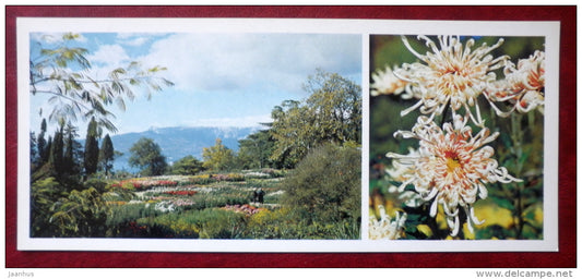 chrysantemum area - chrysantemum Dancer - flowers - Nikitsky Botanical Garden - 1982 - Ukraine USSR - unused - JH Postcards