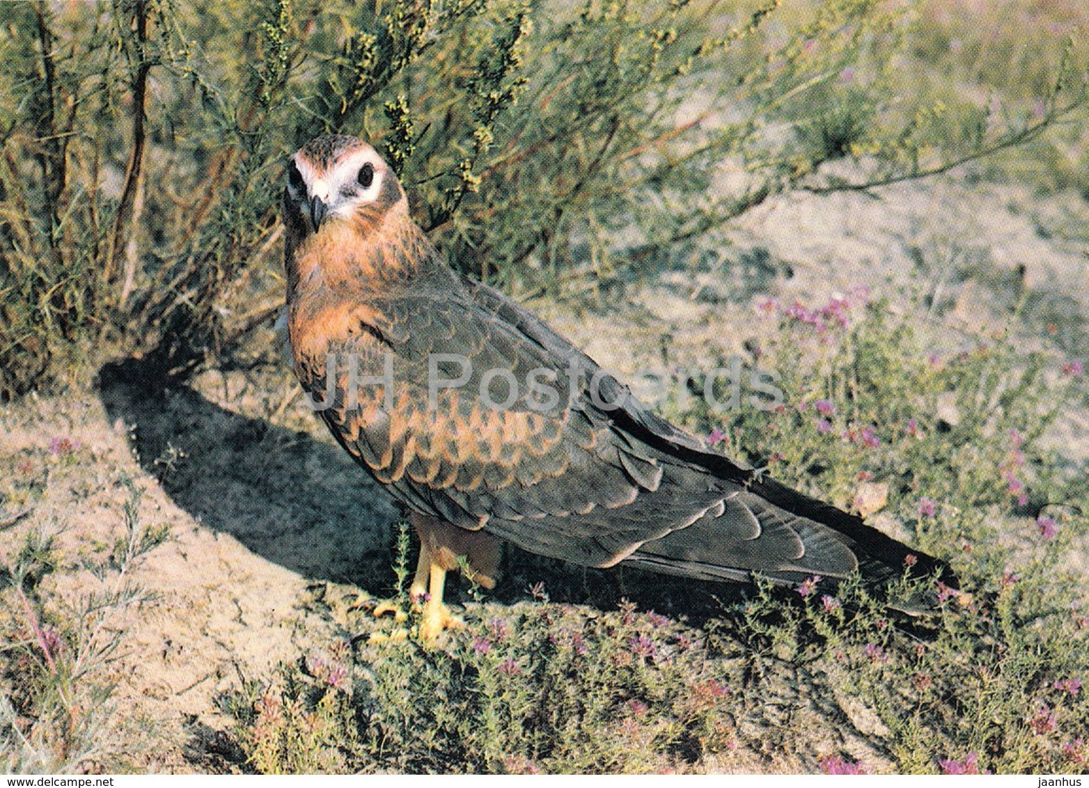 Montagu's harrier - Circus pygargus - birds - 1984 - Russia USSR - unused - JH Postcards
