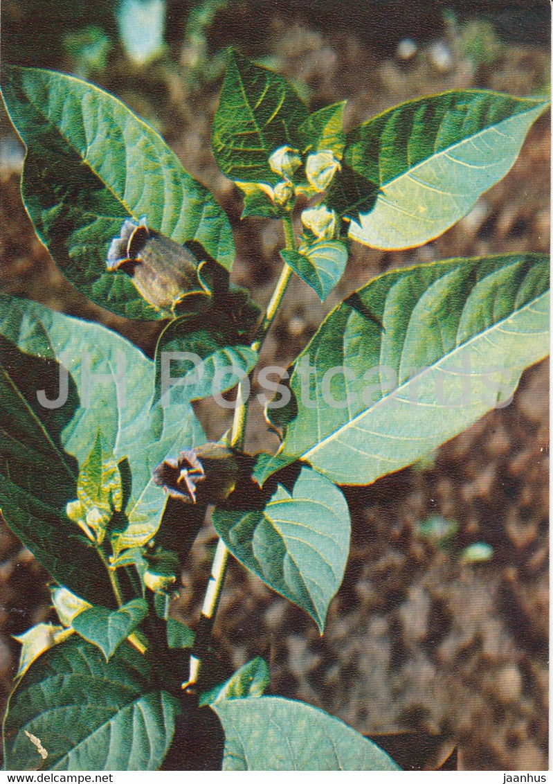 Belladonna - Atropa belladonna - Medicinal Plants - 1980 - Russia USSR - unused - JH Postcards