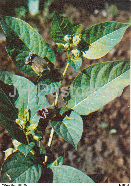 Belladonna - Atropa belladonna - Medicinal Plants - 1980 - Russia USSR - unused - JH Postcards