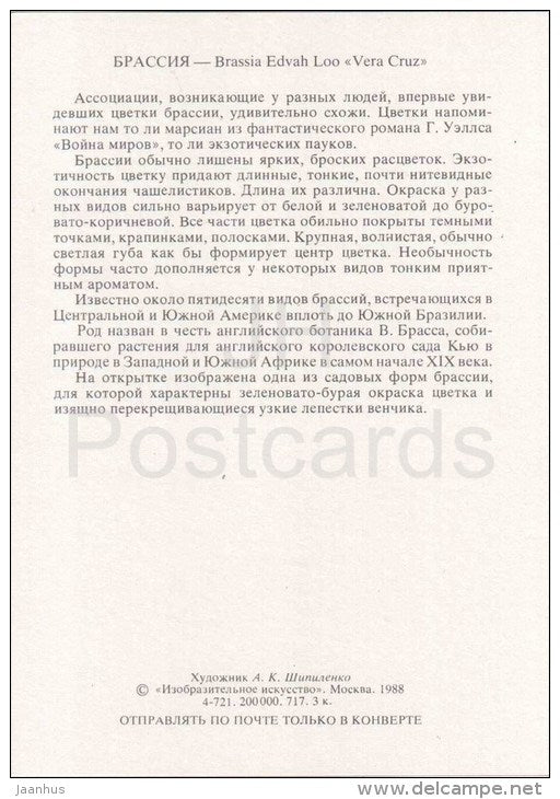 Brassia Edvah Loo - orchid - wild flowers - 1988 - Russia USSR - unused - JH Postcards