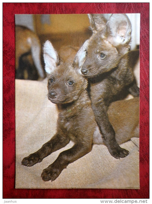 Maned wolf - Chrysocyon brachyurus - animals - Tallinn Zoo - 1989 - Estonia - USSR - unused - JH Postcards