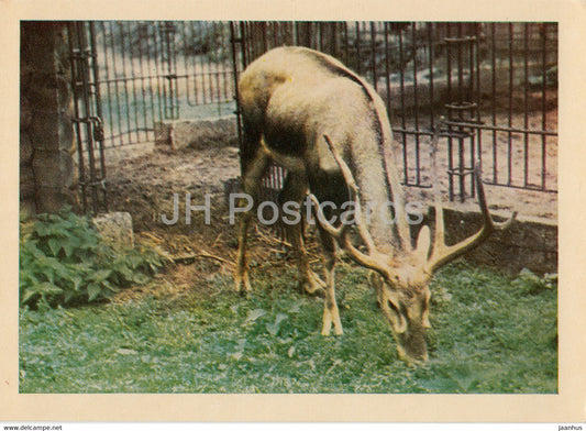 Riga Zoo - Pere David's deer - Elaphurus davidianus - Latvia USSR - unused - JH Postcards
