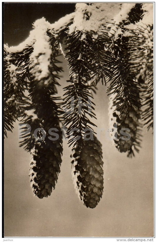 New Year Greeting Card - fir cones - Latvia USSR - used - JH Postcards