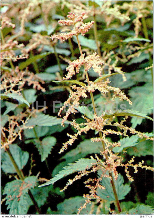 Urtica dioica - Common nettle - Medicinal Plants - 1977 - Russia USSR - unused - JH Postcards