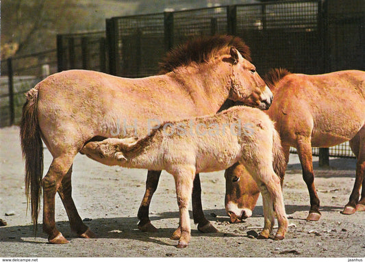 Przewalski's horse - Equus ferus przewalskii - Zoo - Czechoslovakia - Czech Republic - unused - JH Postcards
