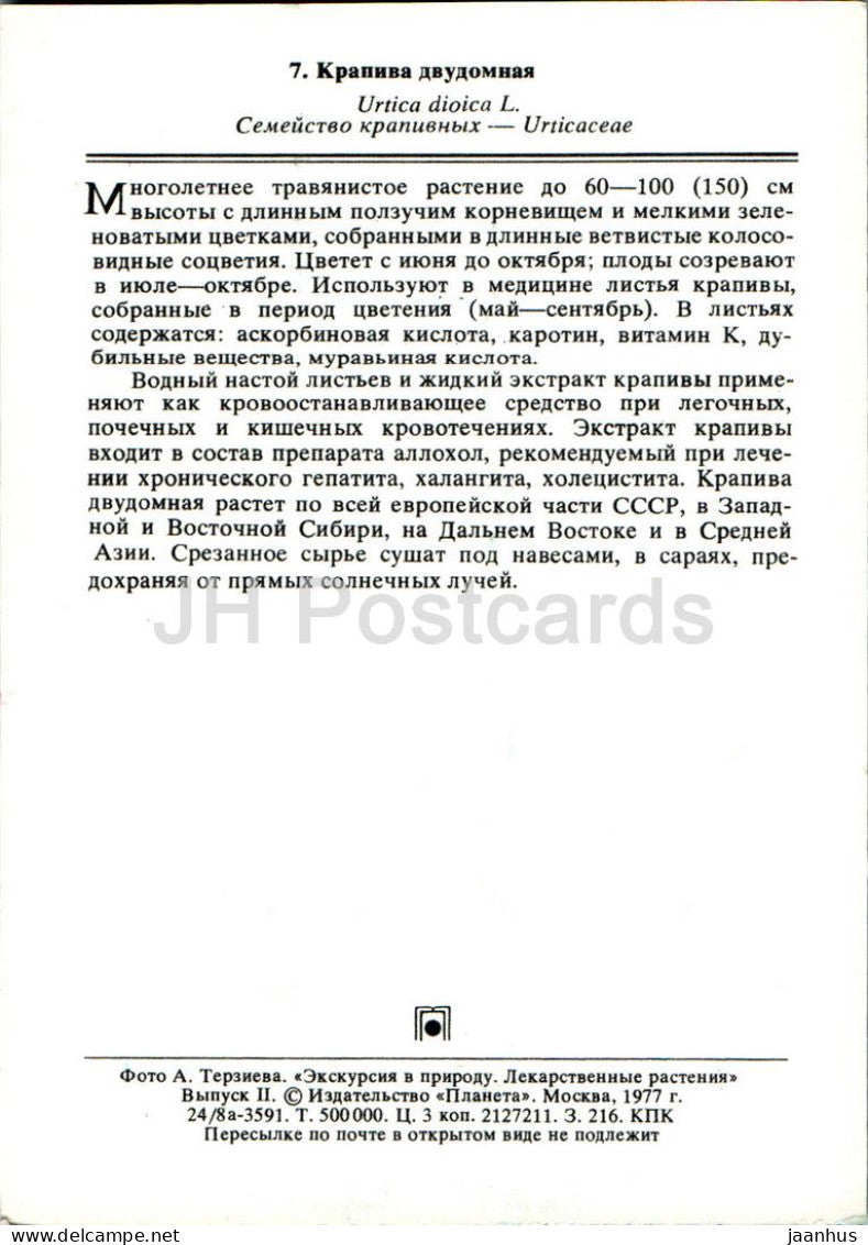 Urtica dioica - Ortie commune - Plantes médicinales - 1977 - Russie URSS - inutilisée 