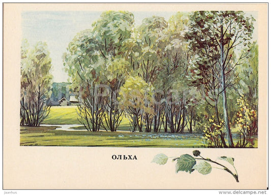 Alder - Alnus - Russian Forest - trees - illustration by G. Bogachev - 1979 - Russia USSR - unused - JH Postcards