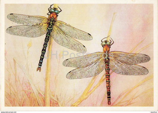 Aeshna cyanea - Southern hawker - dragonfly - Insects - illustration - 1987 - Russia USSR - unused - JH Postcards