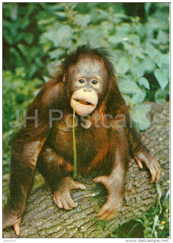 Bornean orangutan - Pongo pygmaeus - Moscow Zoo - 1982 - Russia USSR - unused - JH Postcards