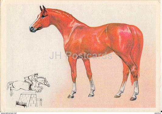 Budyonny horse - illustration by A. Glukharev - horses - animals - 1988 - Russia USSR - unused - JH Postcards