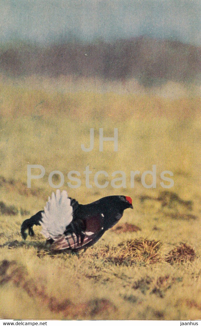 Black grouse - Lyrurus tetrix - birds - 1968 - Russia USSR - unused - JH Postcards