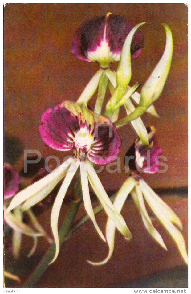 Clamshell orchid - Prosthechea cochleata - flowers - Orchid - Russia USSR - 1981 - unused - JH Postcards