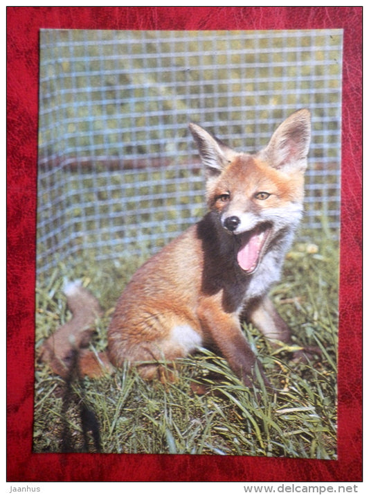 Red fox - Vulpes vulpes - animals - Tallinn Zoo - 1989 - Estonia - USSR - unused - JH Postcards