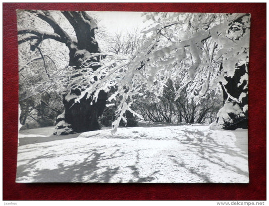 winter view - trees - 1966 - Estonia USSR - used - JH Postcards
