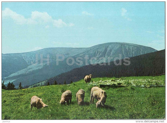 Krkonose - Sheep on Ruzohorkach with Studnica in the background - Czechoslovakia - Czech - unused - JH Postcards