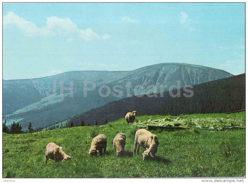 Krkonose - Sheep on Ruzohorkach with Studnica in the background - Czechoslovakia - Czech - unused - JH Postcards