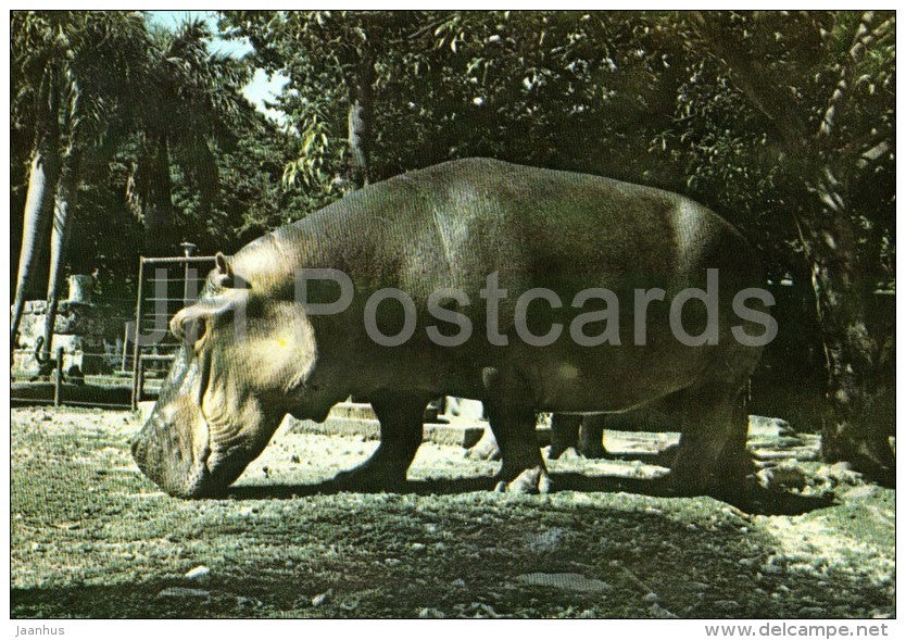 Hippopotamus - National Zoo - Cuba - unused - JH Postcards